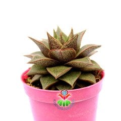 Echeveria Purpusorum-Simetrik Sivri Yapraklı Sukulent-8,5cm Saksıda