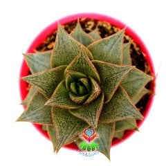 Echeveria Purpusorum-Simetrik Sivri Yapraklı Sukulent-8,5cm Saksıda