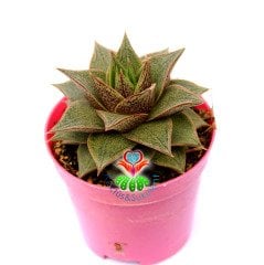 Echeveria Purpusorum-Simetrik Sivri Yapraklı Sukulent-8,5cm Saksıda
