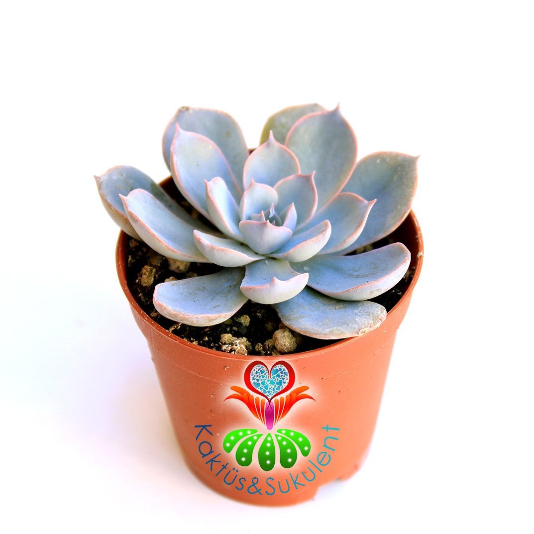 Mavi Sukulent, Echeveria Morning Beauty -Eçeverya Sabah Güzeli-5,5 cm saksıda -Teraryum, Kaktüs