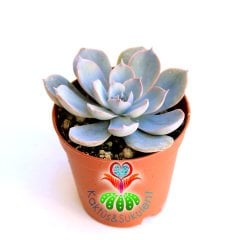 Mavi Sukulent, Echeveria Morning Beauty -Eçeverya Sabah Güzeli-5,5 cm saksıda -Teraryum, Kaktüs