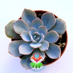 Mavi Sukulent, Echeveria Morning Beauty -Eçeverya Sabah Güzeli-5,5 cm saksıda -Teraryum, Kaktüs