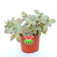 Graptopetalum 'Frank Reinelt' -8,5 cm Saksı Dolusu Renkli Sukulent