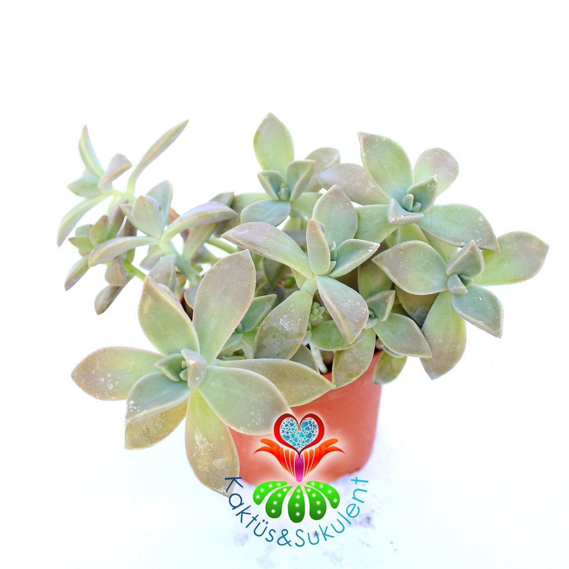 Graptopetalum 'Frank Reinelt' -8,5 cm Saksı Dolusu Renkli Sukulent