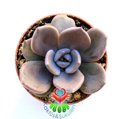 Sukulent,Graptoveria 'Debbie' -Koyu Mor Renk Sukkulent 5,5 cm saksıda-Teraryum,Kaktus