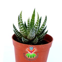 Haworthia Fasciata Hibrid -5,5 cm Saksıda Zebra Bitkisi