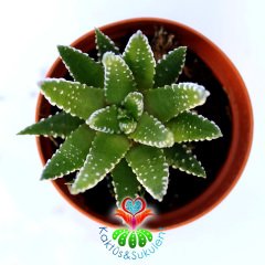 Haworthia Fasciata Hibrid -5,5 cm Saksıda Zebra Bitkisi