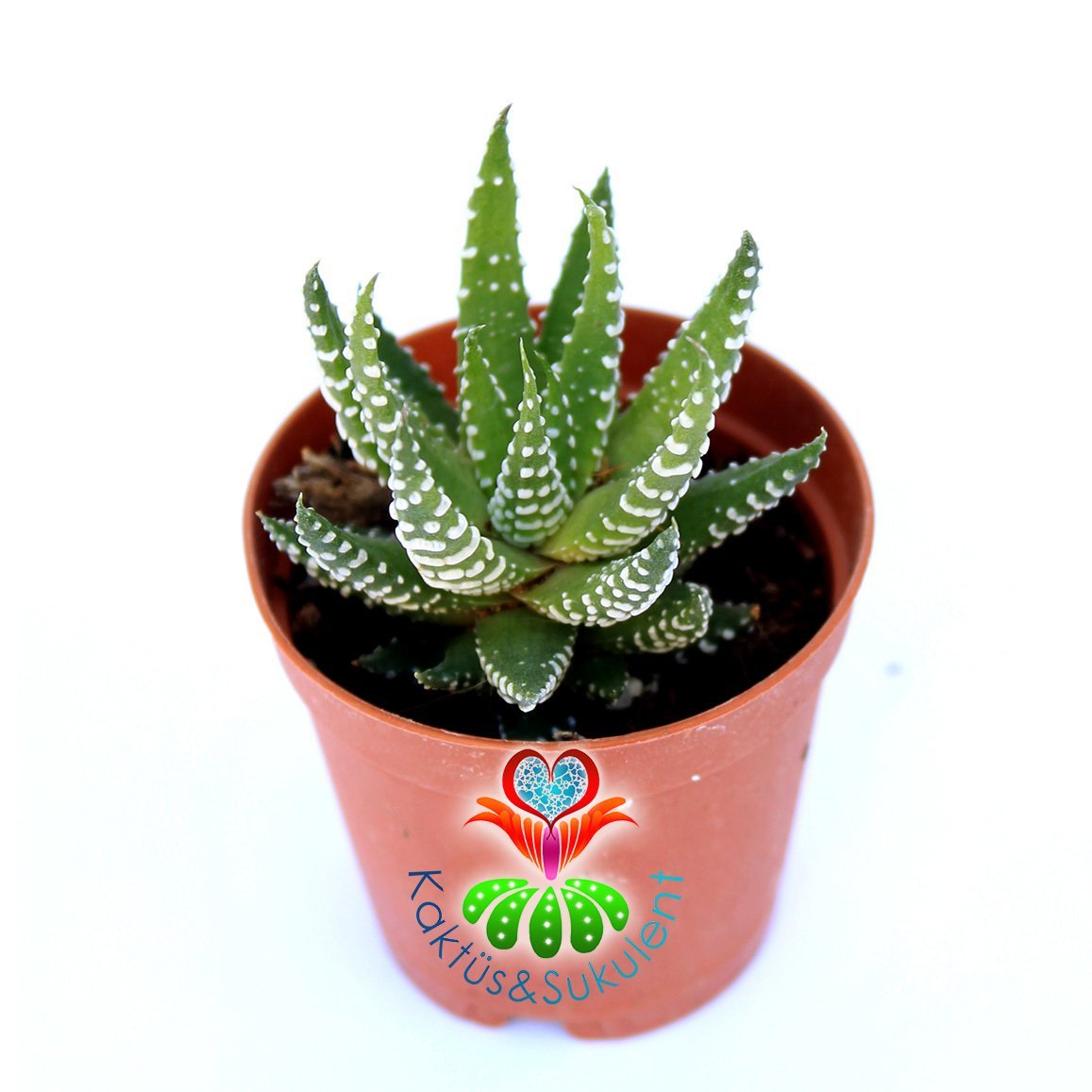 Haworthia Fasciata Hibrid -5,5 cm Saksıda Zebra Bitkisi