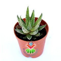 Haworthia Fasciata Hibrid -5,5 cm Saksıda Zebra Bitkisi
