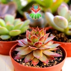 Sukulent,Sempervivum Calcareum-Koyu Bordo Yeşil Yapraklı- 5,5 cm saksıda-Teraryum, Kaktüs, Semper