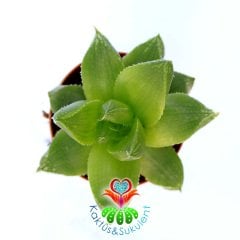 Haworthia Cuspidata-Yıldız Sukulent-Yeşil Gül-5,5 cm Saksıda