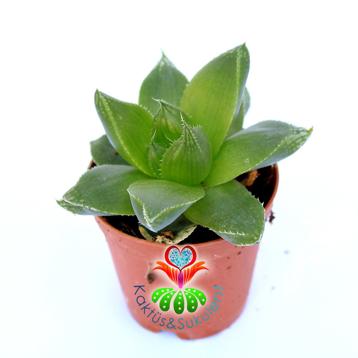 Haworthia Cuspidata-Yıldız Sukulent-Yeşil Gül-5,5 cm Saksıda