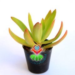 Sukulent,Crassula Capitella 'Campfire' -Kamp Ateşi-Yaprakları-Kızarır-Turunculaşır -5,5 cm saksıda