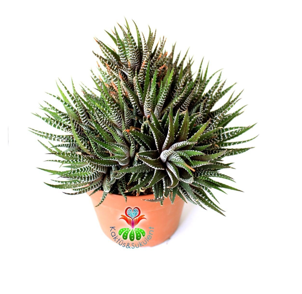 Büyük Boy Haworthia Fasciata 'Big Band' -Beyaz Çizgili Zebra Bitkisi 14 cm Saksıda