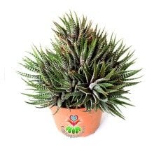 Büyük Boy Haworthia Fasciata 'Big Band' -Beyaz Çizgili Zebra Bitkisi 14 cm Saksıda