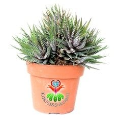 Büyük Boy Haworthia Fasciata 'Big Band' -Beyaz Çizgili Zebra Bitkisi 14 cm Saksıda