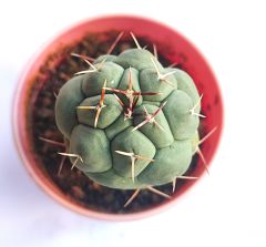 Thelocactus Hexaedrophorus 6,5 cm saksıda Özel Tür İthal