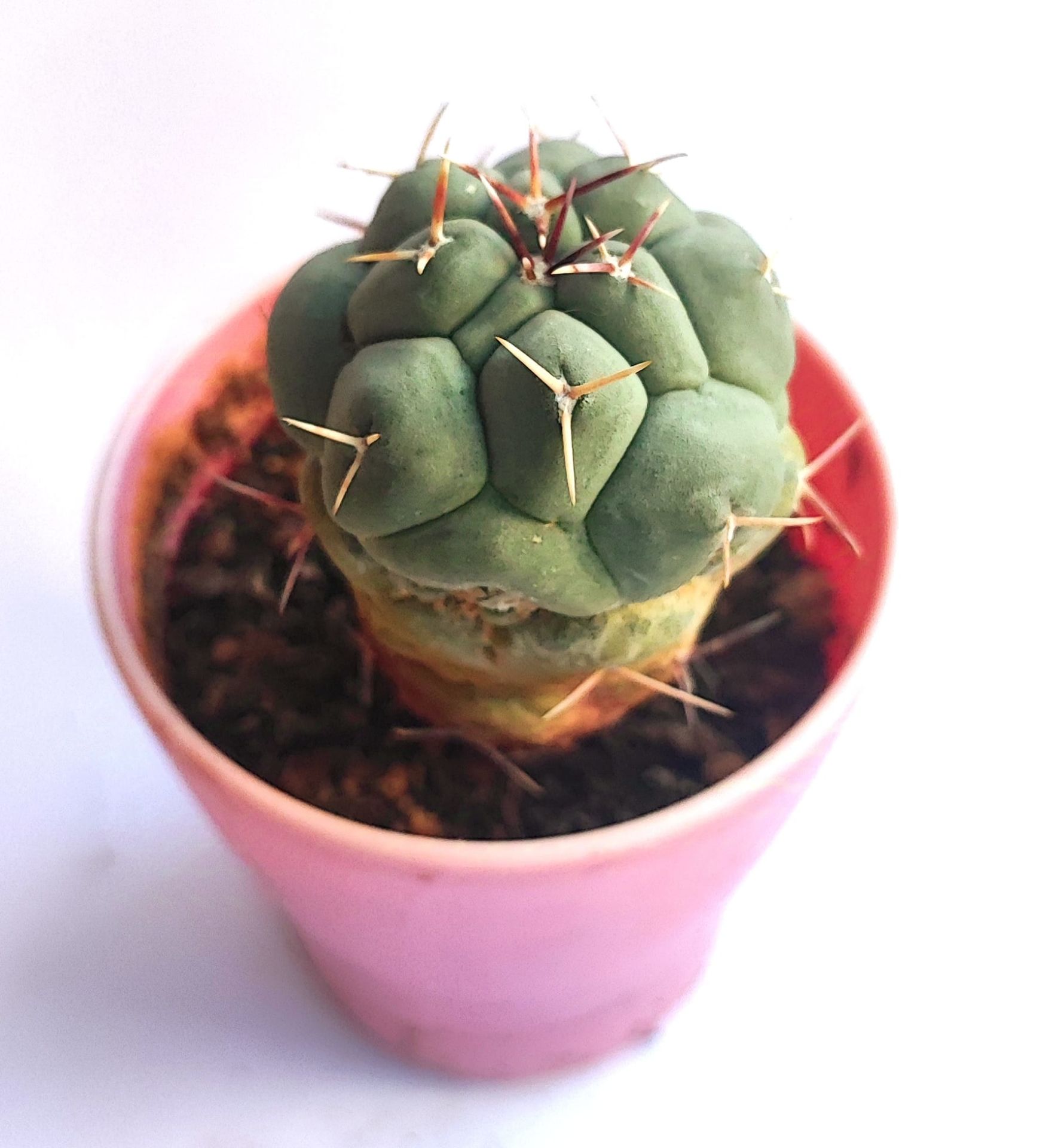Thelocactus Hexaedrophorus 6,5 cm saksıda Özel Tür İthal