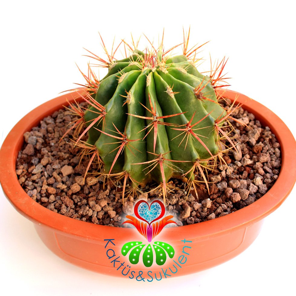 DEV Kaktüs,Ferocactus Stainesii Pilosus -Fuşya Renk Çiçek Açar-35 cm Saksıda-Cactus,Sukulent