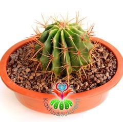 DEV Kaktüs,Ferocactus Stainesii Pilosus -Fuşya Renk Çiçek Açar-35 cm Saksıda-Cactus,Sukulent