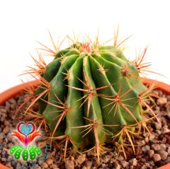DEV Kaktüs,Ferocactus Stainesii Pilosus -Fuşya Renk Çiçek Açar-35 cm Saksıda-Cactus,Sukulent
