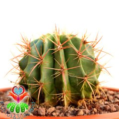 DEV Kaktüs,Ferocactus Stainesii Pilosus -Fuşya Renk Çiçek Açar-35 cm Saksıda-Cactus,Sukulent