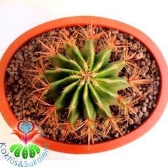DEV Kaktüs,Ferocactus Stainesii Pilosus -Fuşya Renk Çiçek Açar-35 cm Saksıda-Cactus,Sukulent