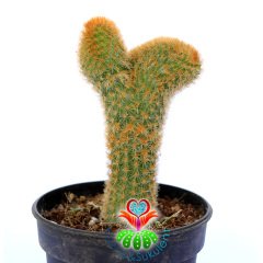 Cleistocactus Winteri forma Cristata-10,5 cm Saksıda Sıradışı Formlu Nadir Tür Kaktüs