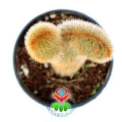 Cleistocactus Winteri forma Cristata-10,5 cm Saksıda Sıradışı Formlu Nadir Tür Kaktüs