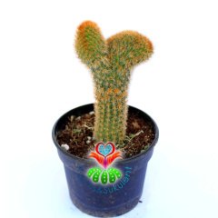 Cleistocactus Winteri forma Cristata-10,5 cm Saksıda Sıradışı Formlu Nadir Tür Kaktüs