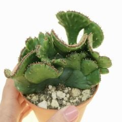 Euphorbia leucodendron f. crestata 8 cm Saksıda Özel Tür İthal