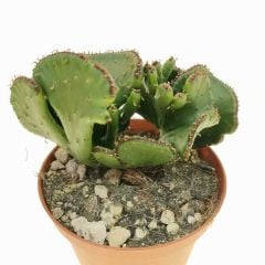 Euphorbia leucodendron f. crestata 8 cm Saksıda Özel Tür İthal