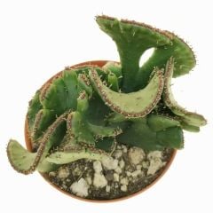 Euphorbia leucodendron f. crestata 8 cm Saksıda Özel Tür İthal