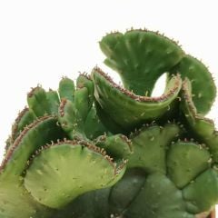 Euphorbia leucodendron f. crestata 8 cm Saksıda Özel Tür İthal