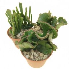 Euphorbia leucodendron f. crestata 8 cm Saksıda Özel Tür İthal