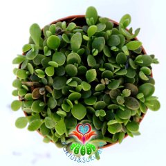 Kalanchoe Daigremontiana-5,5 cm Saksıda Onlarca Adet Aşkın Gözyaşı Çiçeği