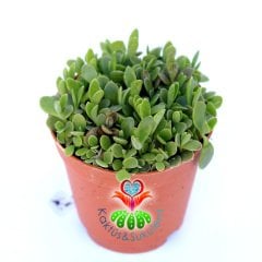 Kalanchoe Daigremontiana-5,5 cm Saksıda Onlarca Adet Aşkın Gözyaşı Çiçeği