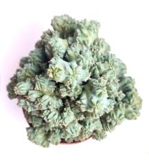 Cereus Validus Ming Thing 10.5cm Saksıda Nadir Özel Tür İthal