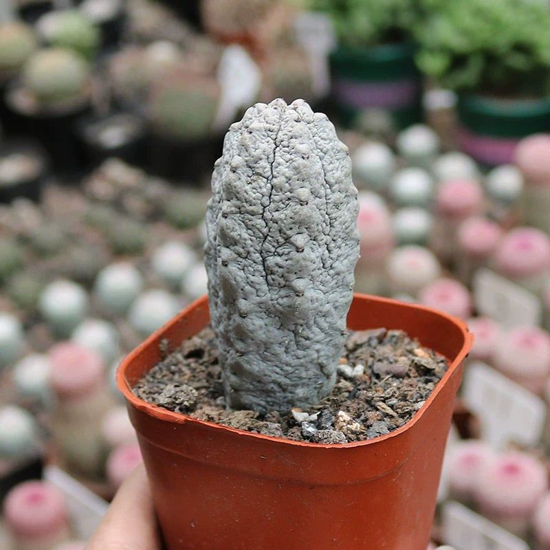 Euphorbia Abdelkuri Nadir Tür 8 cm Boy