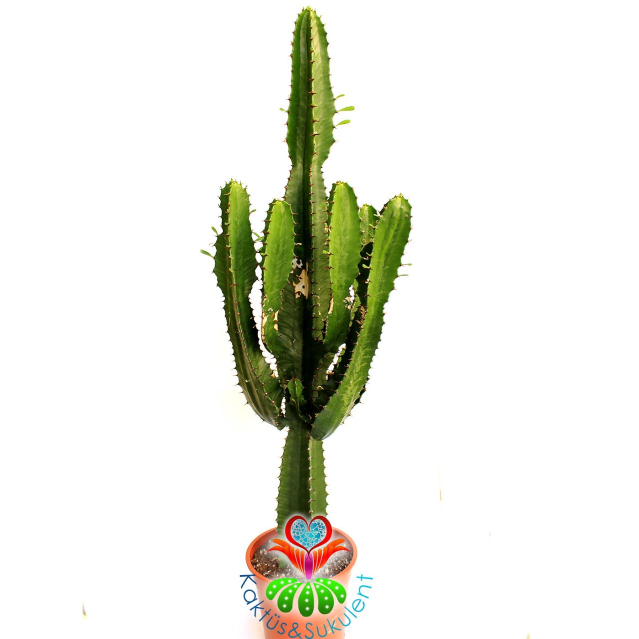 Canlı Dev Kaktüs,Euphorbia Erytrea Canarias 70+ cm Uzunluğunda -17 cm Seramik Saksıda, Ofis Cactus