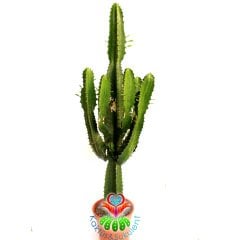 Canlı Dev Kaktüs,Euphorbia Erytrea Canarias 70+ cm Uzunluğunda -17 cm Seramik Saksıda, Ofis Cactus
