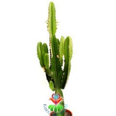 Canlı Dev Kaktüs,Euphorbia Erytrea Canarias 70+ cm Uzunluğunda -17 cm Seramik Saksıda, Ofis Cactus