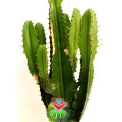Canlı Dev Kaktüs,Euphorbia Erytrea Canarias 70+ cm Uzunluğunda -17 cm Seramik Saksıda, Ofis Cactus