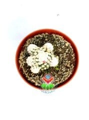 Mammillaria Gracilis Oruga -Pamuk Dikenli Kaktüs-8,5 cm Saksıda