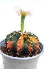 Gymnocalycium LB2178 Variegata  Doğal Renk 10,5 cm Saksıda