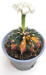 Gymnocalycium LB2178 Variegata  Doğal Renk 10,5 cm Saksıda