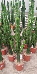 Cowboy Cactus, Dev Euphorbia Ingens 150+ cm Uzunluğunda -17 cm Saksıda, Ev, Ofis Cactus, Canlı Dekor