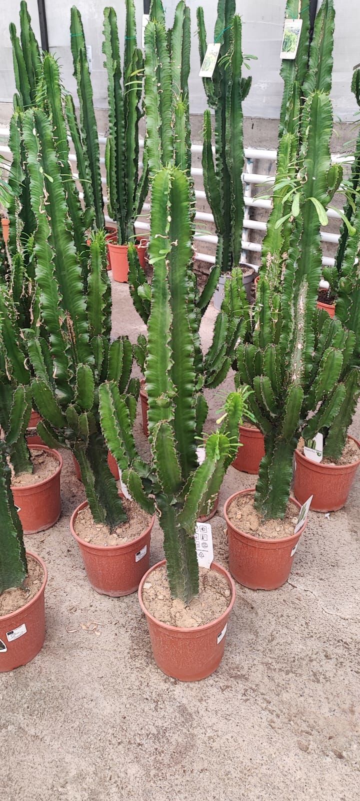 Cowboy Cactus, Dev Euphorbia Ingens 150+ cm Uzunluğunda -17 cm Saksıda, Ev, Ofis Cactus, Canlı Dekor