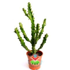 Büyük Dallı Dev Kaktüs,Euphorbia Mayurnathanii-Minik Sarı Renk Çiçek Açar- 12 cm Saksıda 30+ cm Boy