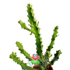 Büyük Dallı Dev Kaktüs,Euphorbia Mayurnathanii-Minik Sarı Renk Çiçek Açar- 12 cm Saksıda 30+ cm Boy